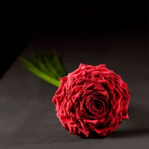 Glamelia di rose